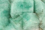 Amazonite Crystal Cluster - Percenter Claim, Colorado #214885-1
